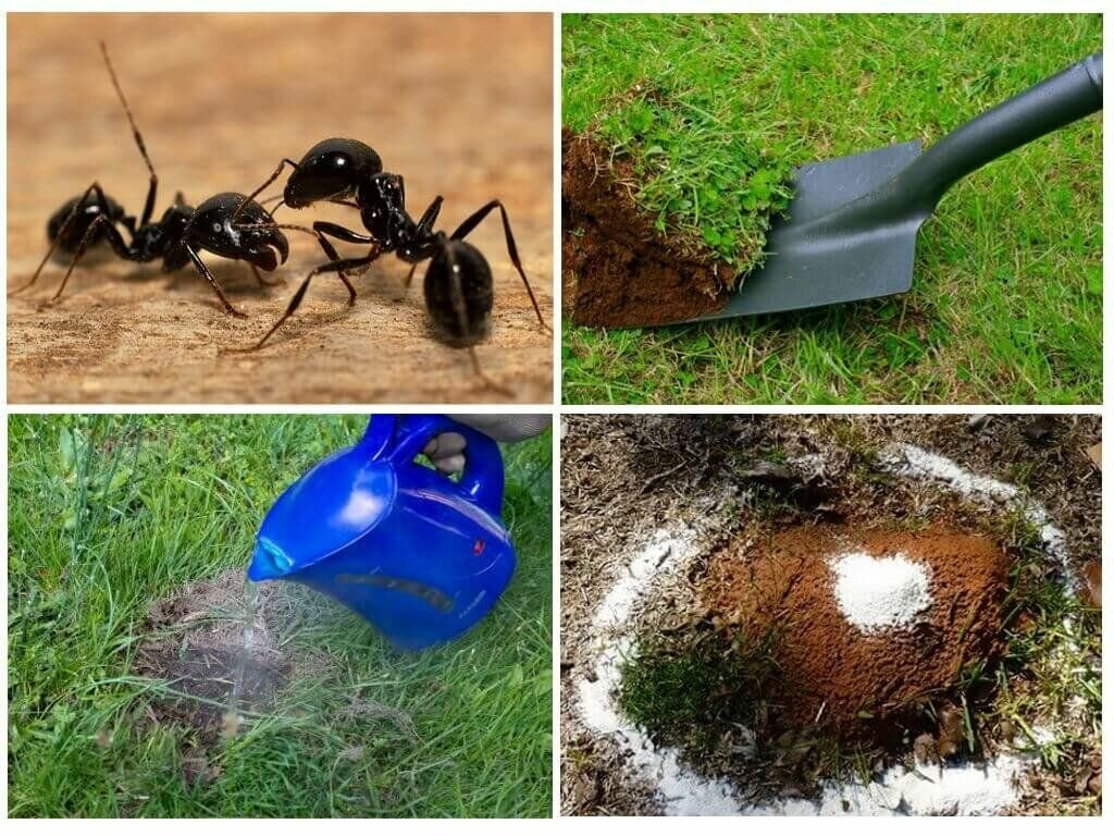 Как быстро уничтожить муравьев