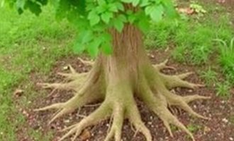 How to Protect Your Septic System from Tree Roots: A Homeowner’s Essential Guide