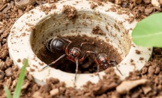 How to Deal with Septic Tank Insects: Practical Tips for a Pest-Free System