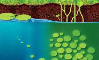 Denitrifikation und Phosphatelimination: claves prácticas para eliminar nitrógeno y fósforo en aguas residuales